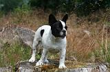 BOULEDOGUE FRANCAIS 1293
